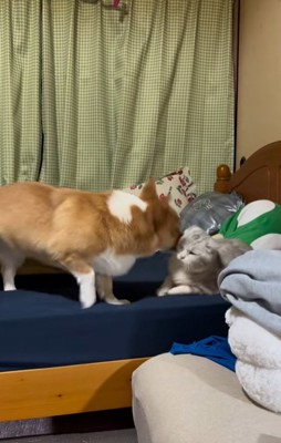 猫に鼻を突っ込むコーギー