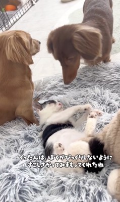 対照的な見守り方