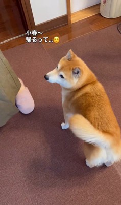 お姉ちゃん帰省時の小春ちゃん＆小太郎くん5