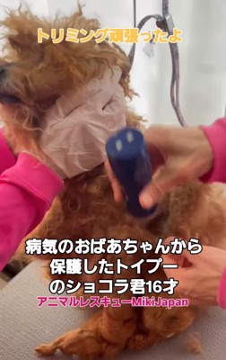 トリミング中の犬2