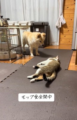 モップさんにすり寄る光太くん