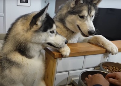 立ち上がってご飯を狙う犬達