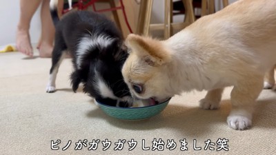 ピノちゃん&パルムちゃんのアイス争奪戦5