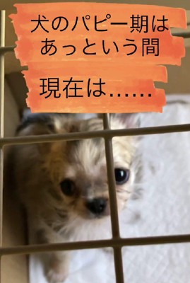 あどけない赤ちゃん犬