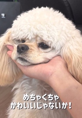あご乗せするパルちゃん