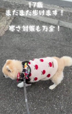 冬はセーターを着るよ