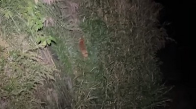 川の奥へ歩いていく犬