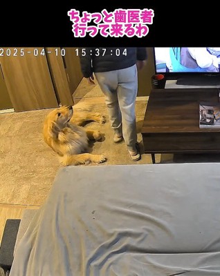 玄関に向かう飼い主を見つめる犬