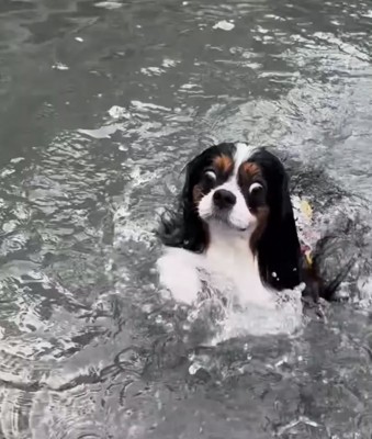 目を見開いて泳ぐ犬3