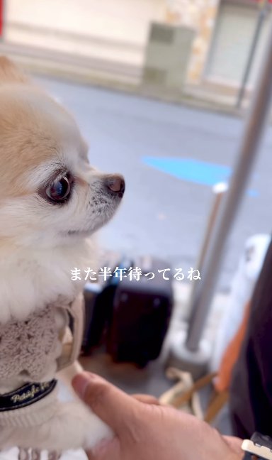 男性に手を握られるチワワ