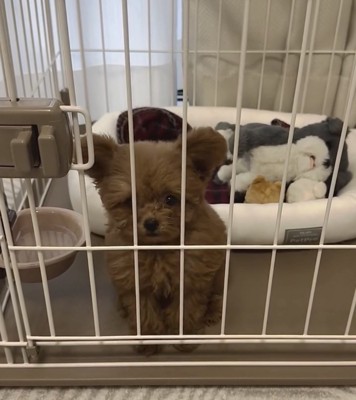 立ち耳のプードル