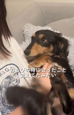飼い主の友人を上目遣いで見つめる小型犬