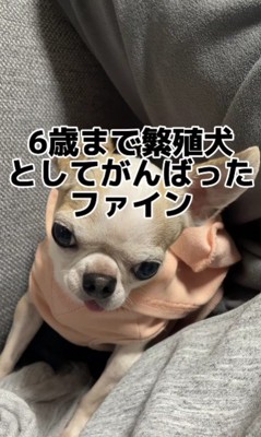 6歳まで頑張った