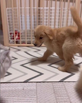 やんのかステップもどき！？