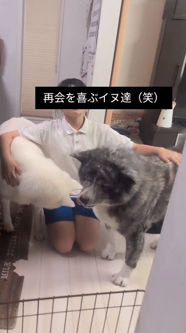 白い犬を右手で、黒い犬を左手で撫でる女の子