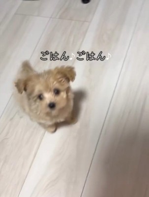 マルプーのきびちゃん