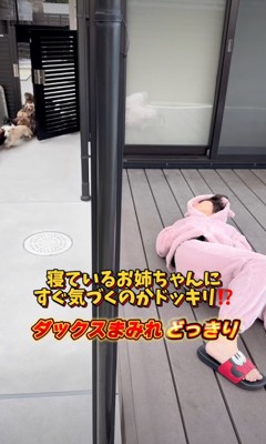 開いた門から入ってくる犬