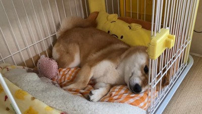 「疲れちゃった…」とぐったり