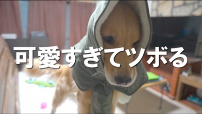 ダウンコートのフードを頭に被る犬