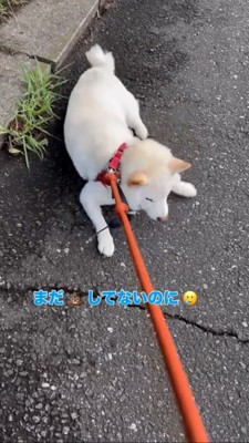 まだうんちをしていないのに帰りたがる柴犬