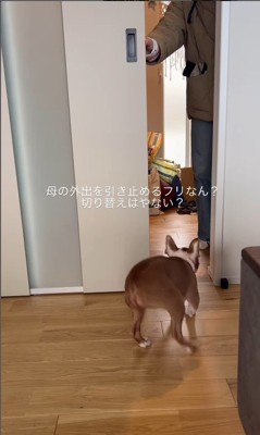 お母さん外出時のジノくん2