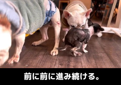 先住犬と遊ぶ子犬