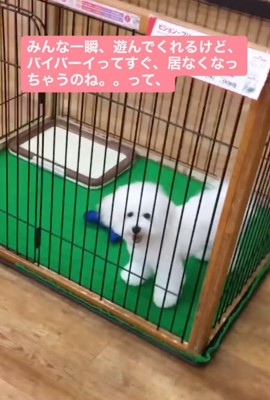 ケージの中をウロウロ歩き回る