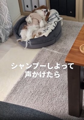 ベッドで寝る犬2