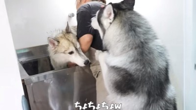 トリマーさんにアタックするヴァルくん