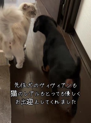 猫ちゃんも温かく迎えたそう