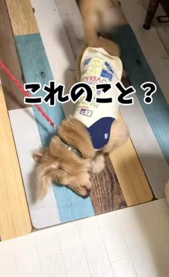 さらお君を病院に連れて行ったら8