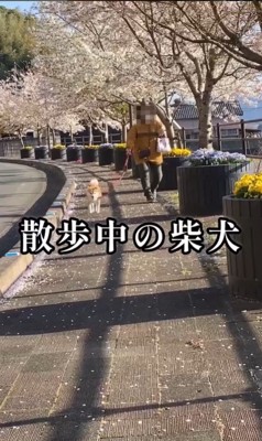 ちゃこさんを待ち伏せした時の反応