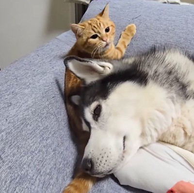 子猫の体に頭を乗せて寝そべる犬