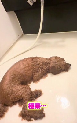 シャワーでうたた寝