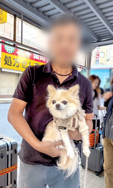 バス停で男性に抱っこされるチワワ