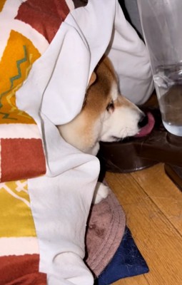 水を飲み続けるまめ太くん