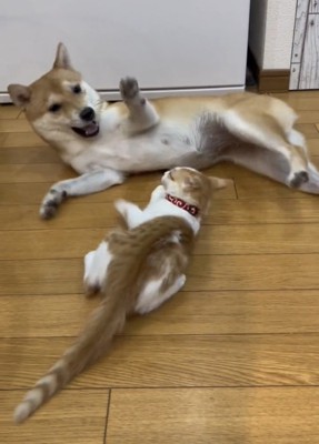 じゃれ合う犬と子猫