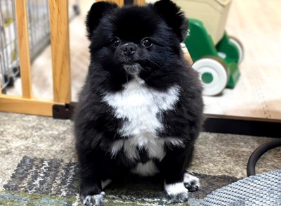 韓国人の方が引用