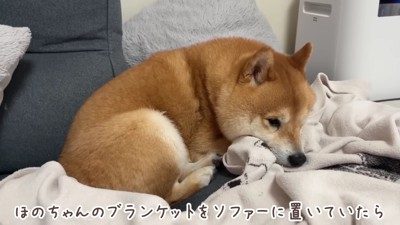 ブランケットを置いたら…