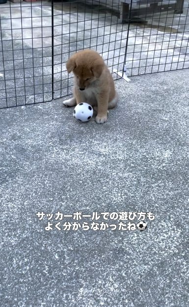 転がるボールに興味がない柴犬のパピー