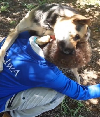 頭に顔を寄せる犬1