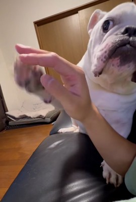 触ってアピールするぱせり君