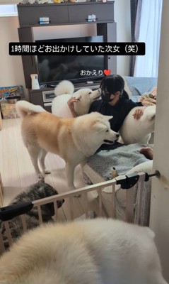 女の子を熱烈歓迎する秋田犬たち7