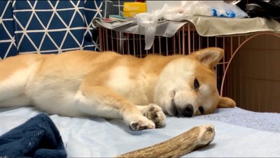 眠そうに飼い主を見つめる犬