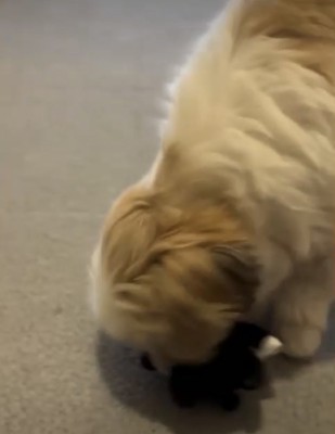 飼い主にぬいぐるみを渡す犬