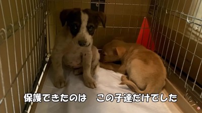 2匹の小さな子犬を保護