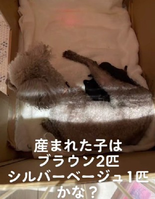 もしかして色変する!?