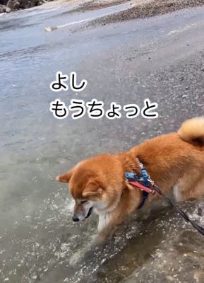 掘り続ける海くん
