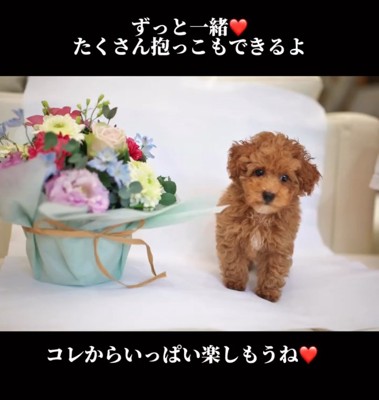 茶色いトイプードル