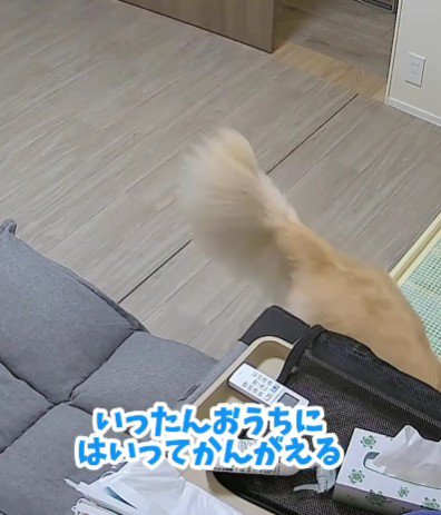 「どうしよう…」